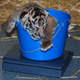 Illustration for article titled ZOMG BABY SUMATRAN TIGERS!!!